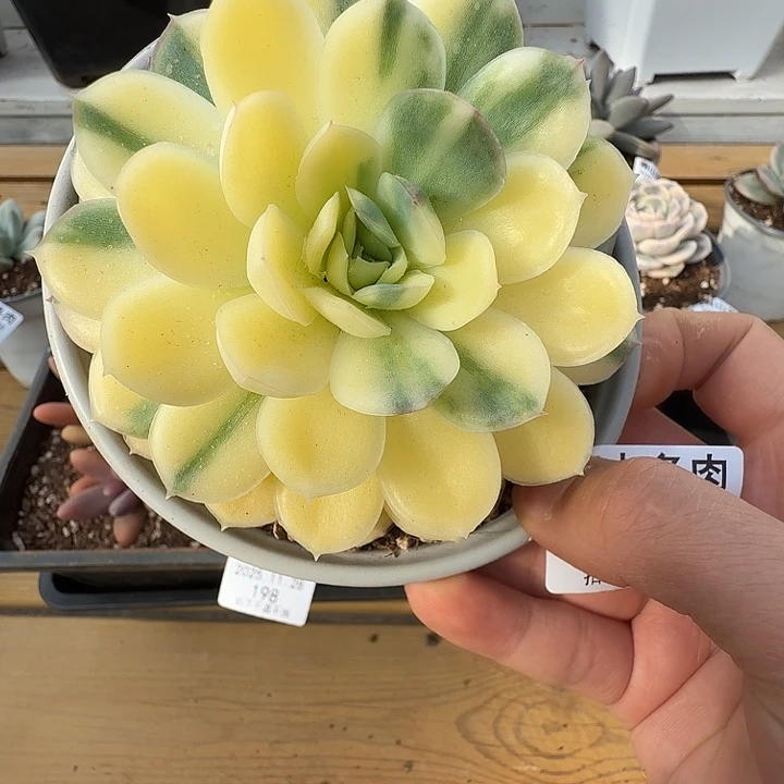 草莓冰锦11111128-192