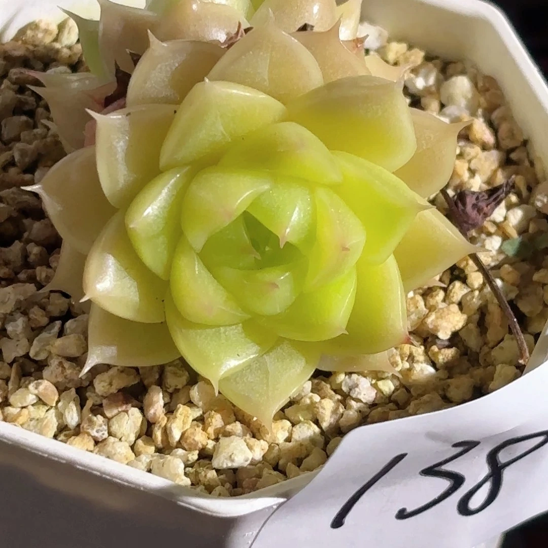 138 新疆西藏内蒙不发货