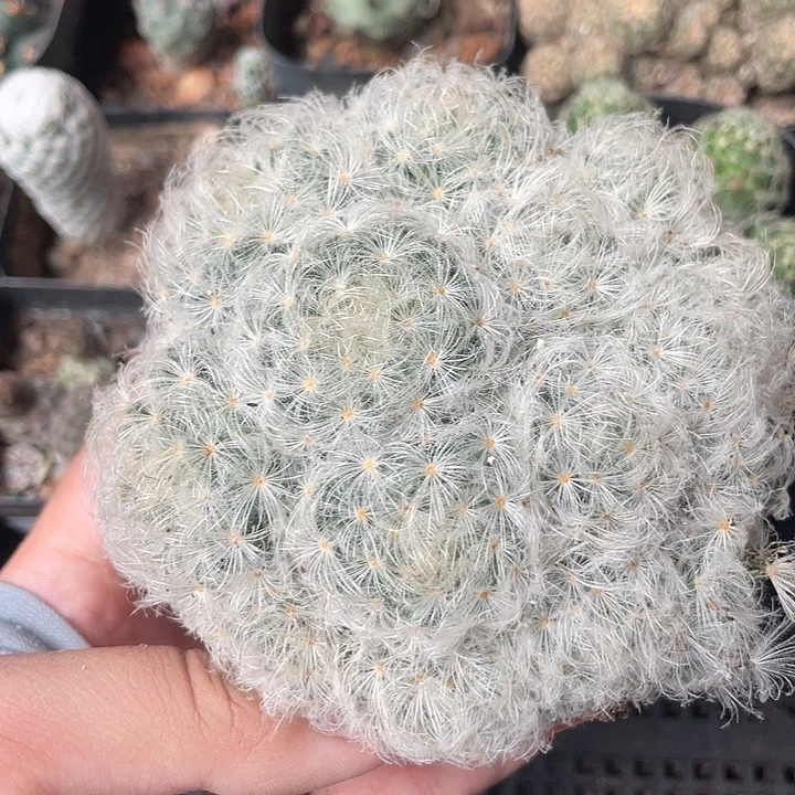 990仙人球开花植物