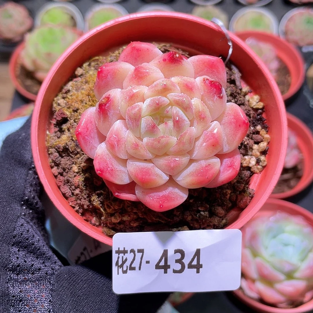 花利美27-434秘境冰魄