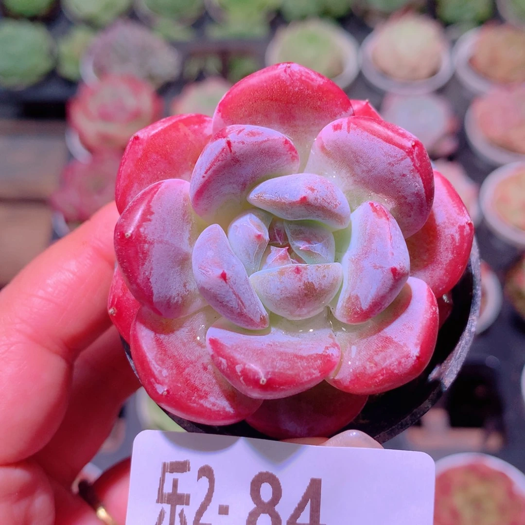 乐然 2-84 新品单头