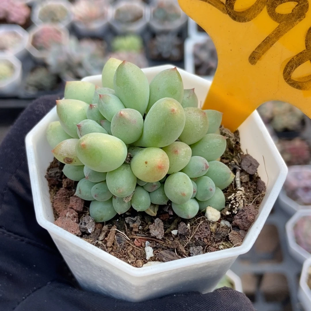 2098萤火虫多肉植物