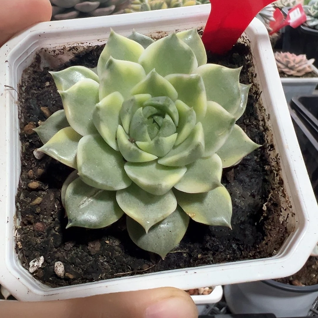 88号法比奥拉锦多肉植物