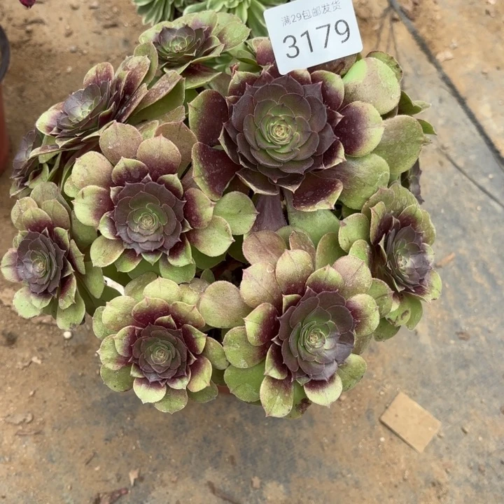 万圣节杆子有瑕疵多肉3179