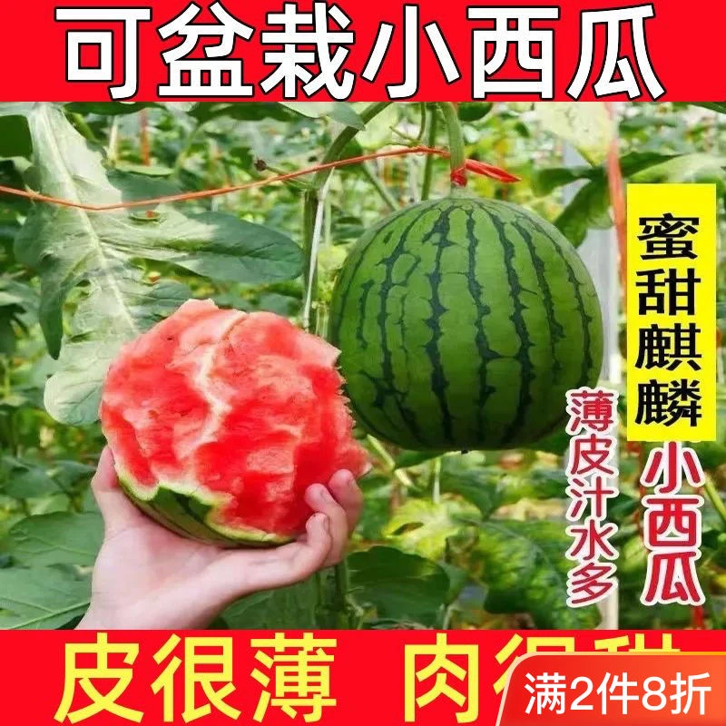超甜麒麟蜜罐薄皮种子小西瓜种无籽小西瓜四季种植庭院盆栽水果种
