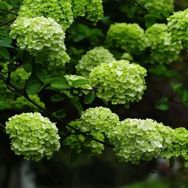 中华木绣球斗球花卉绿植