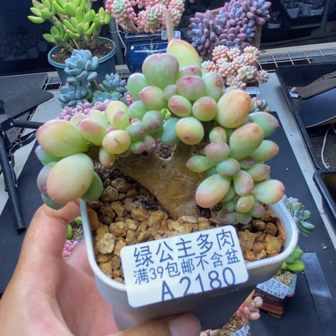 180苹果奶四代缀多肉7c m