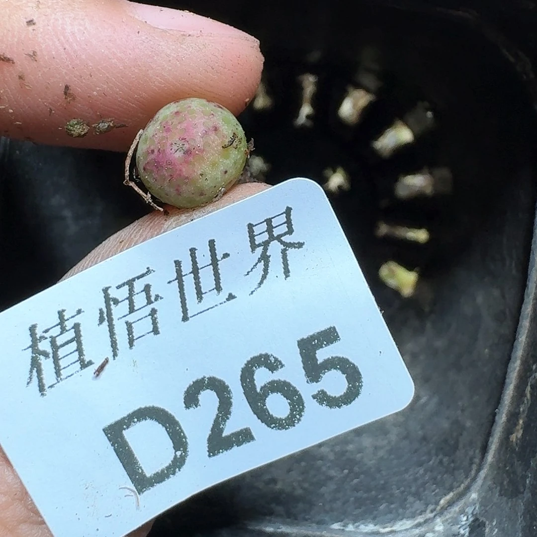 A*265盒多肉植物哇cv v