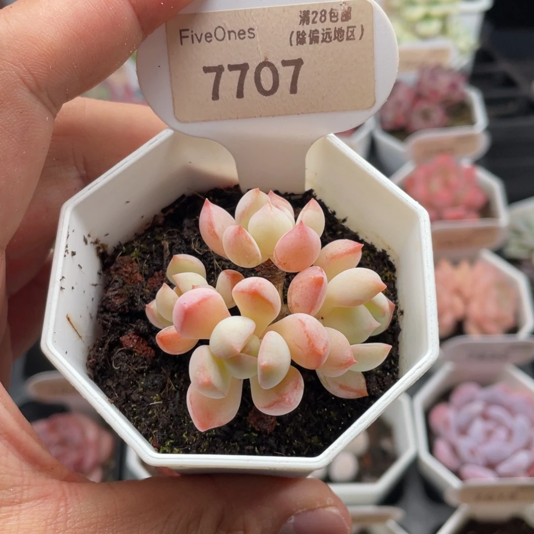 k***o格林粉7707-4.5厘米