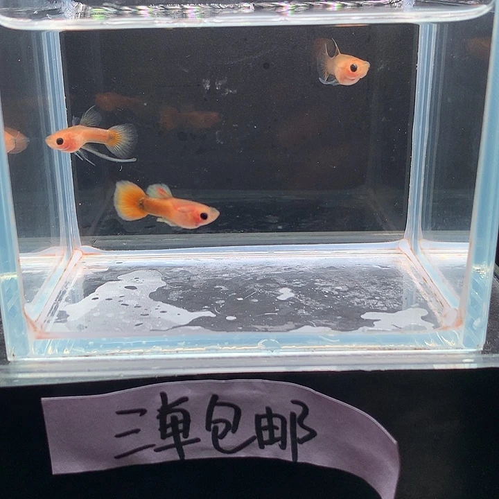 孔雀鱼黄金玻璃猫大c一对➕长公一条