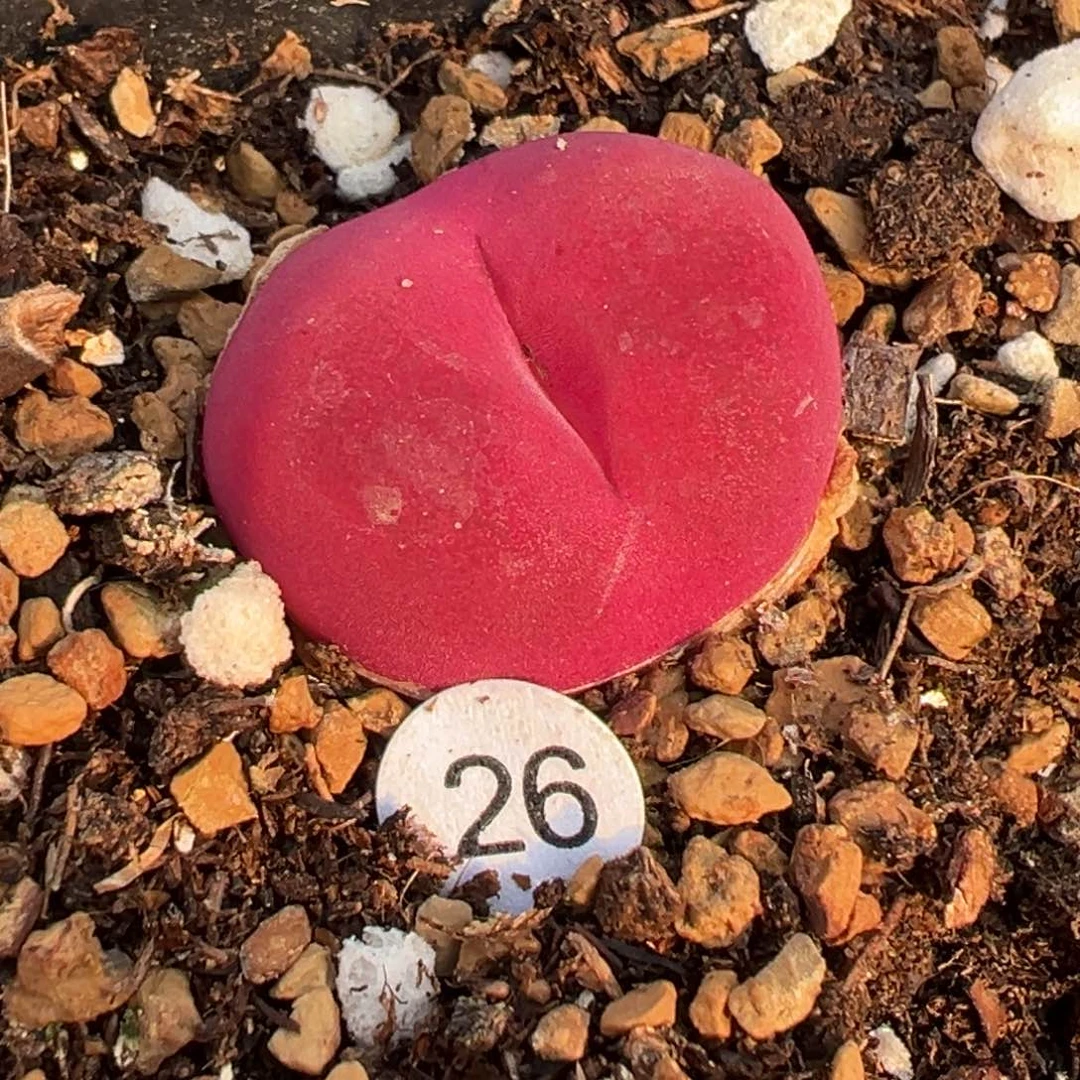 多肉植物111111111111111