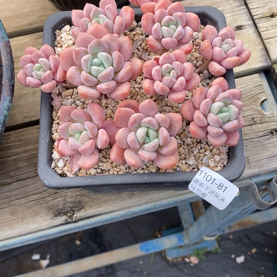 山***茶81号多肉群漂亮的