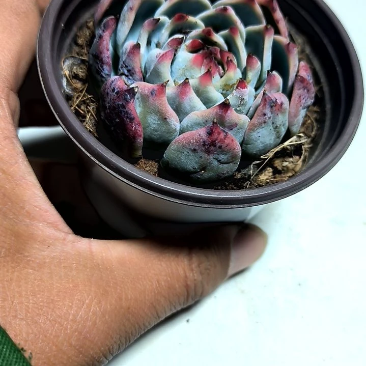 满6元包邮，大包子吉娃娃