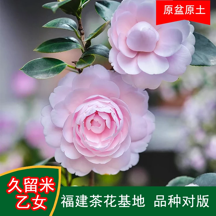 久留米乙女珍贵品种山茶花盆栽带花苞好养活适合室内外阳台绿植