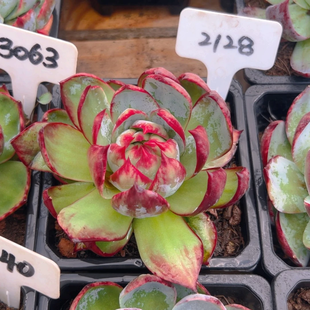 ❄️***惊鸿仙子一物一拍2128号