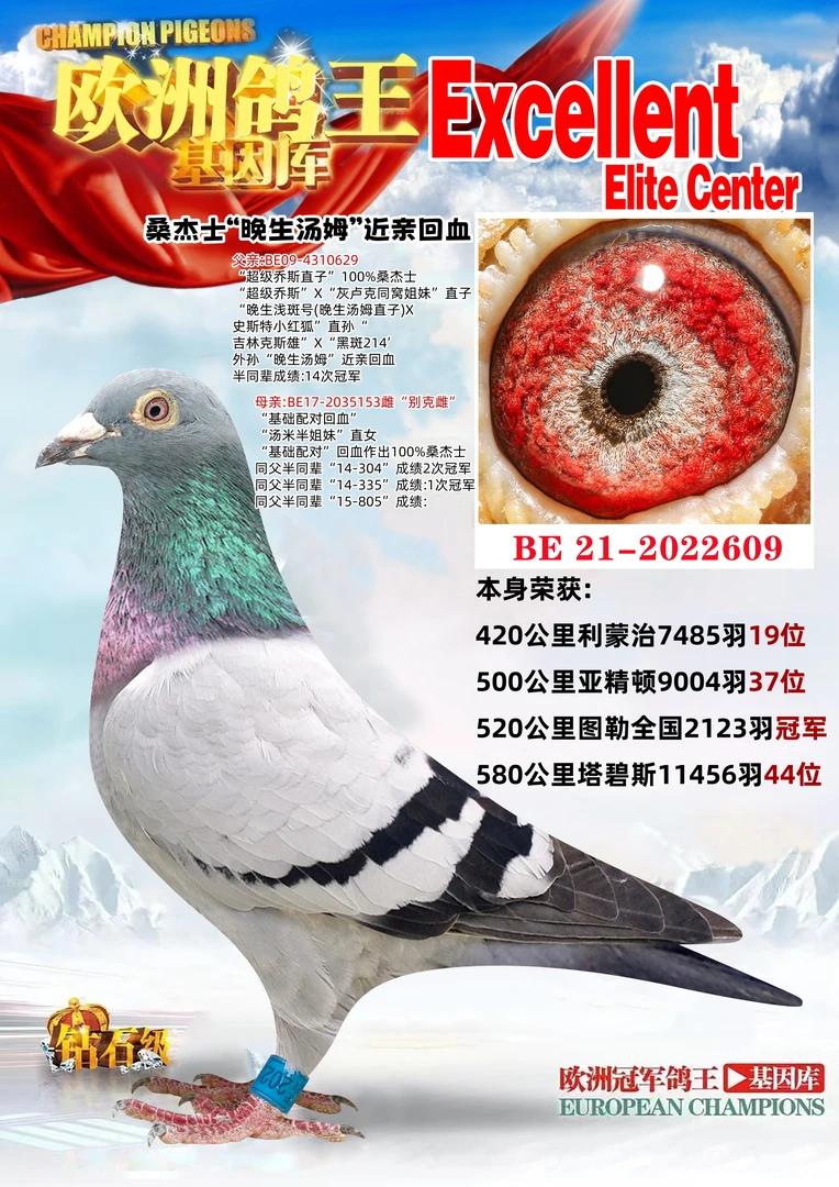 比利时圆环种鸽信鸽直播间信鸽赛鸽