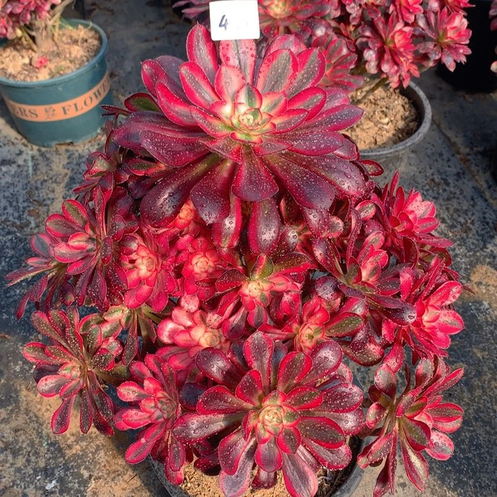 450香奈儿法师多肉