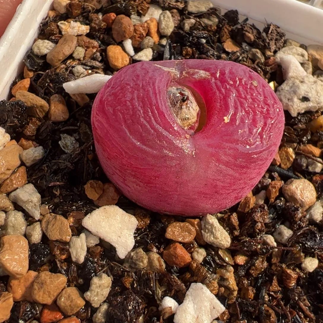 086多肉植物百科