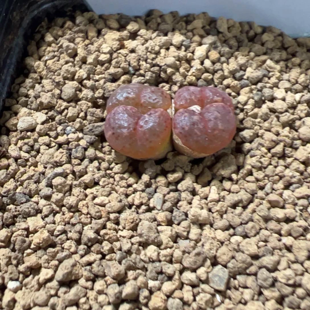 4-94鱼子酱勋章多肉