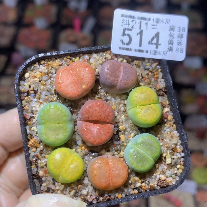 精品生石花211.514