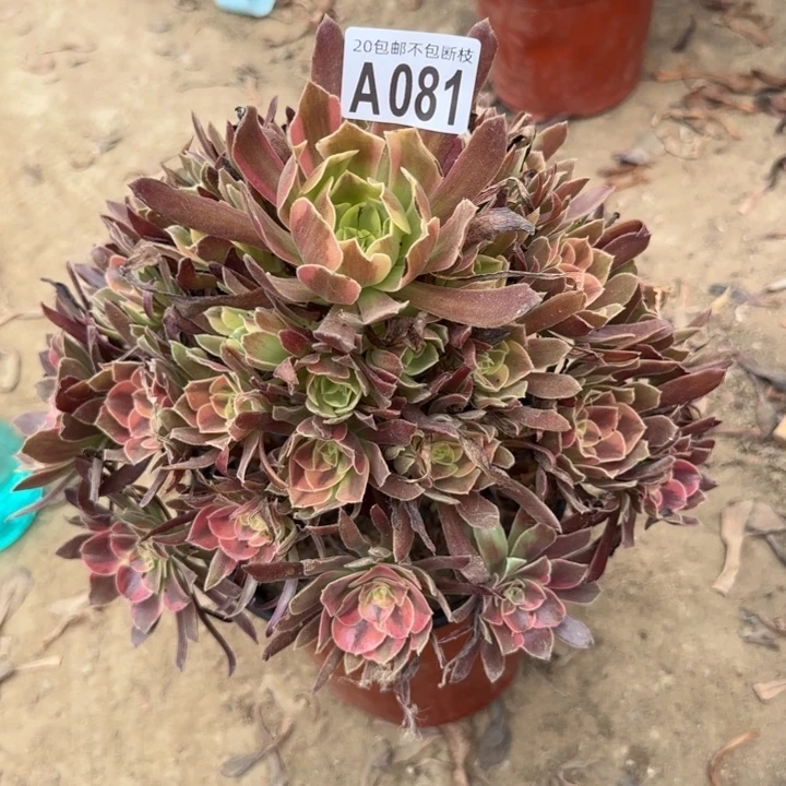 蒙娜丽莎……不包断枝……