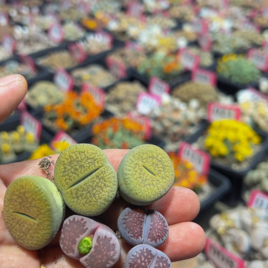 847 一物一拍，默认有伤，介意勿拍，不退不换