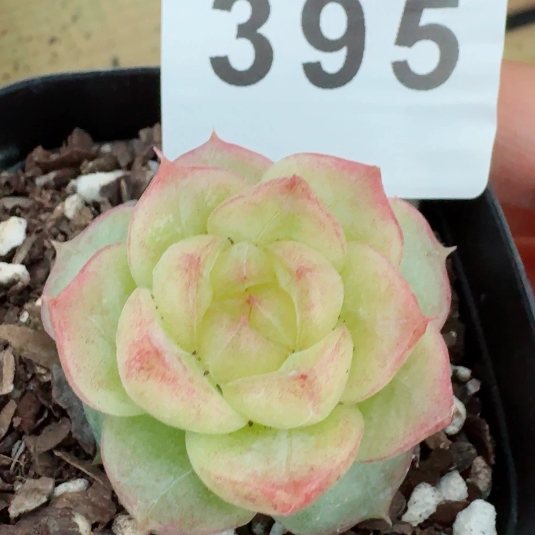 奔****圆灵宝珍妮         精品多肉