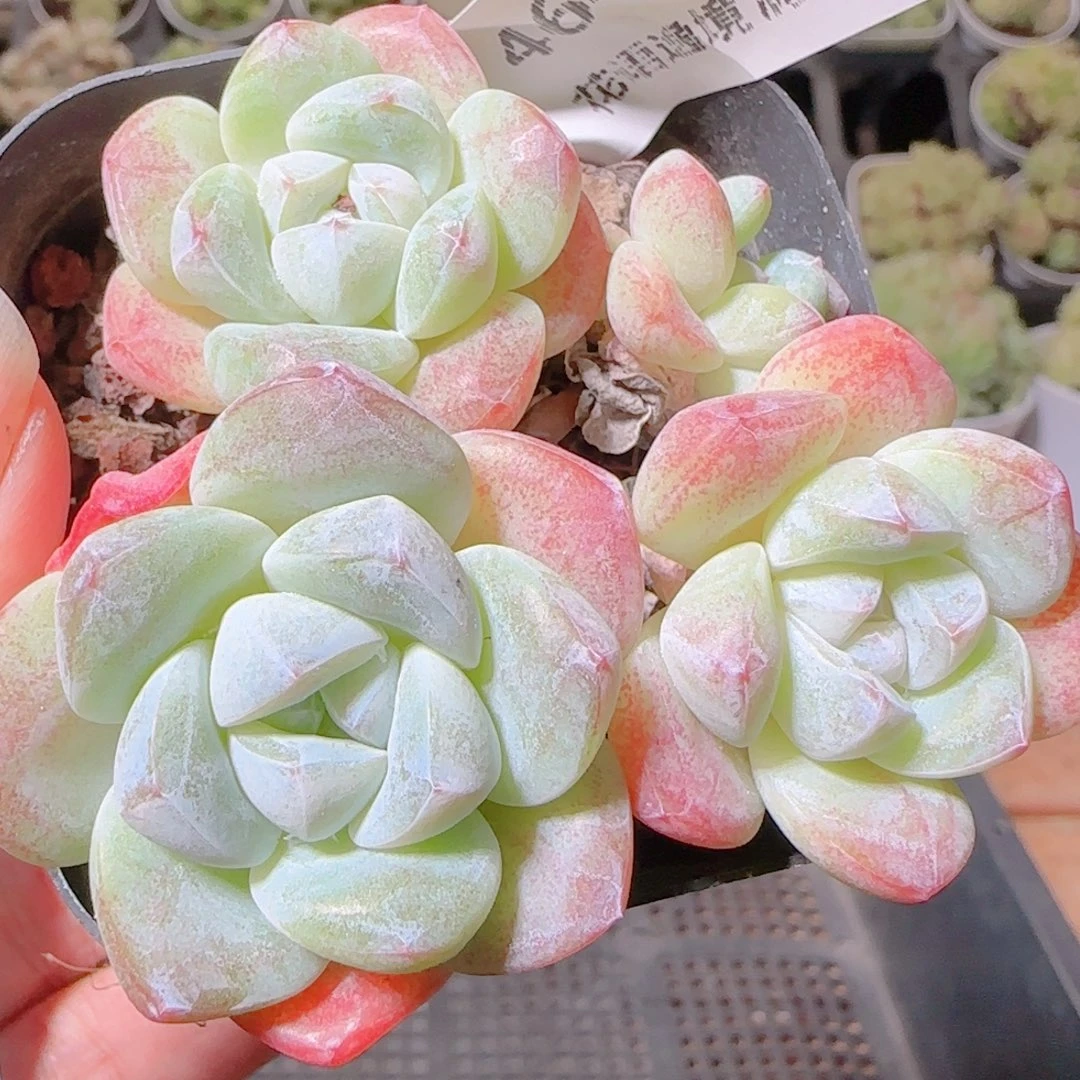 花语逸镜1107-464