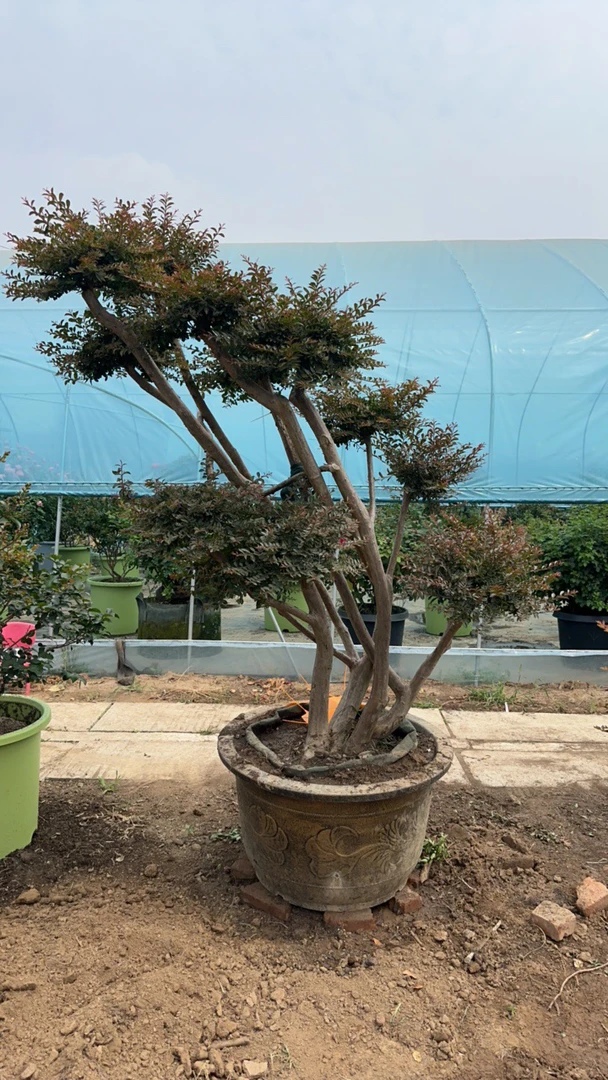 玲珑红紫薇造型树原盆原土四季常青适合别墅庭院地景