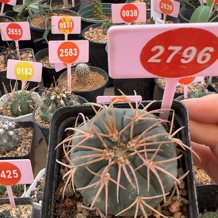 实生狂刺天平2796