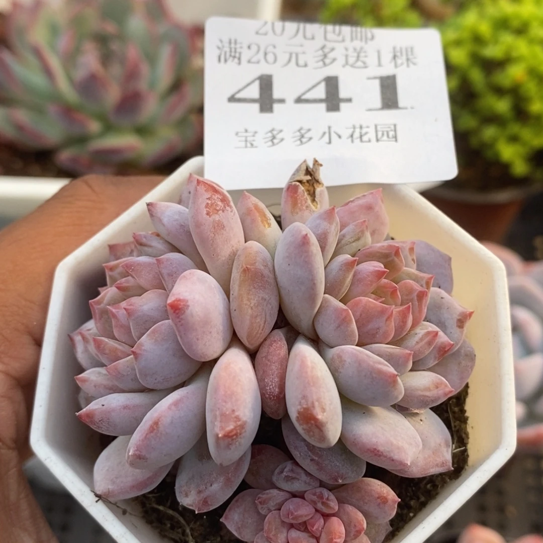 星星橙双头一物一拍满20包邮满26送一颗多肉