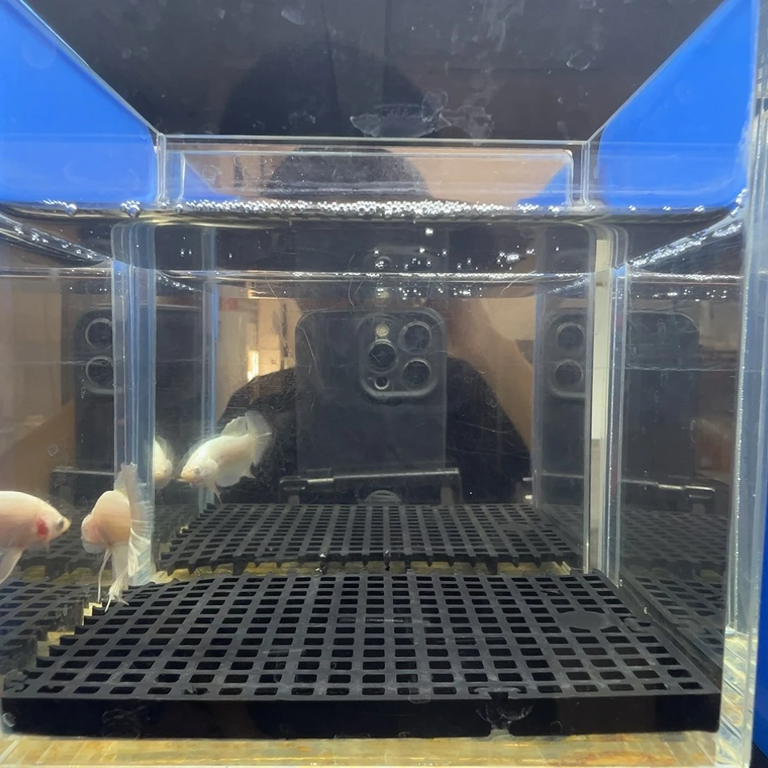 斗鱼阿浩泰斗7日7号