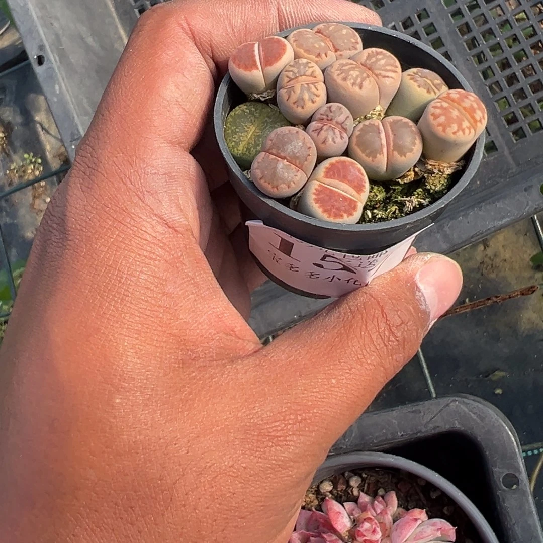 157号生石花一物一拍