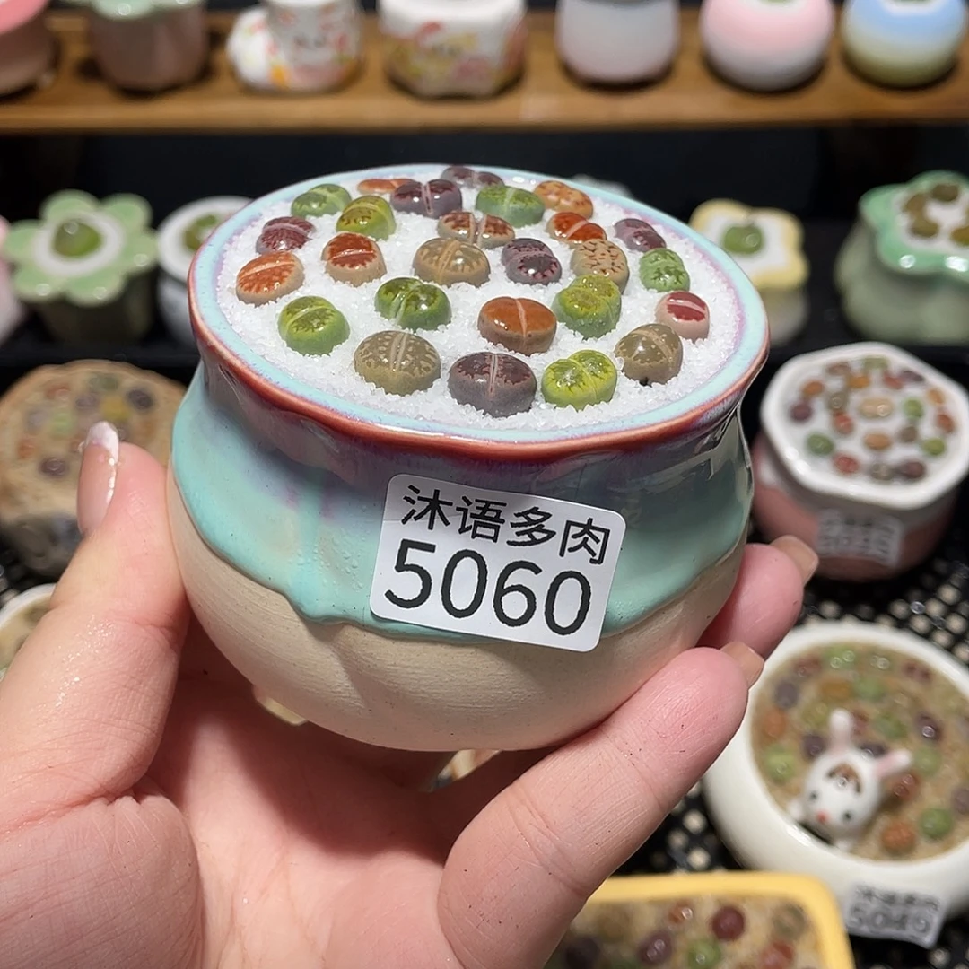 带盆土植物 一物一拍5060