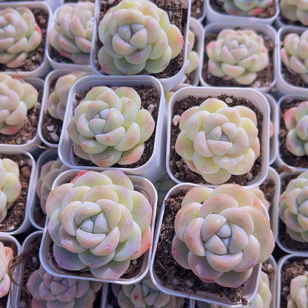 奶冰带盆带土19包邮