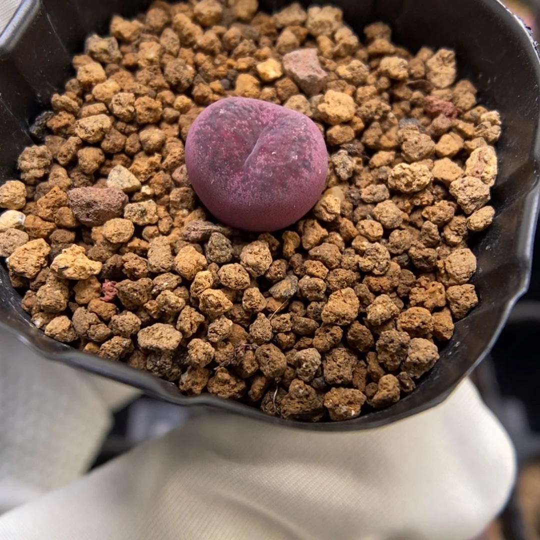 多肉植物肉锥杂交K-3708