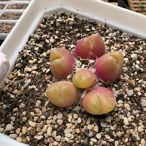 3529，毛汗滴群生带盆土发货