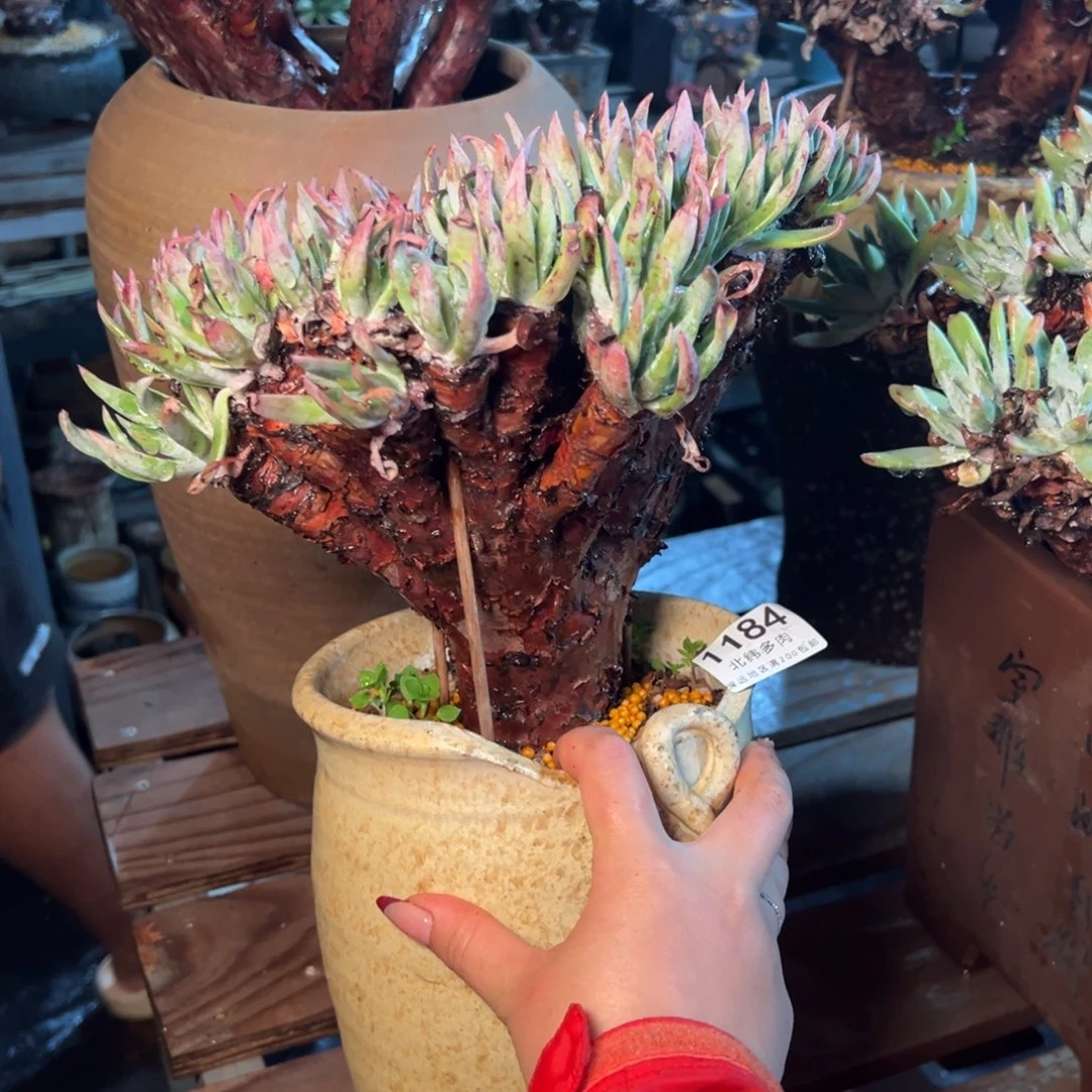 1184文森特哈哈哈哈哈哈哈