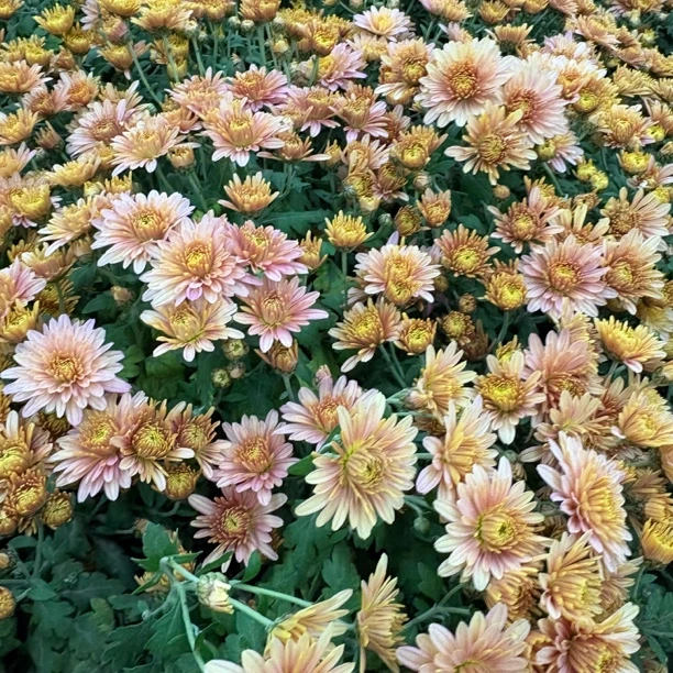 【缤纷甄选】精品晚霞千头菊到手一盆