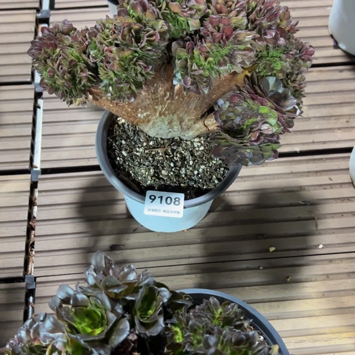 9108抹茶缀化木质化老桩