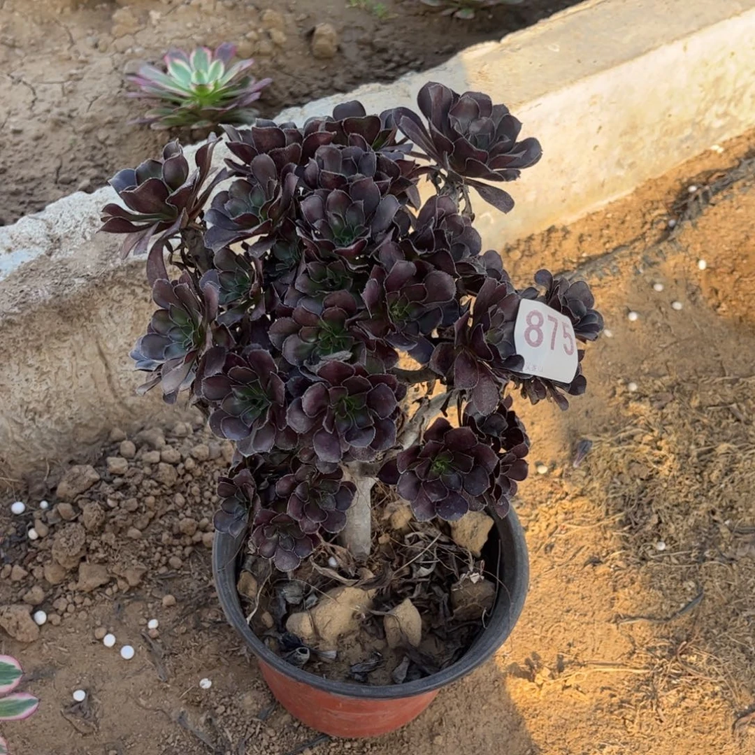 黑圆叶875不包断枝