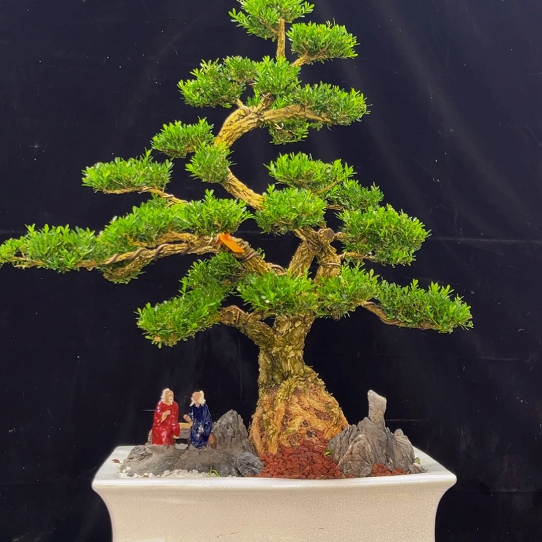 无花朵广东皱皮雀舌黄杨