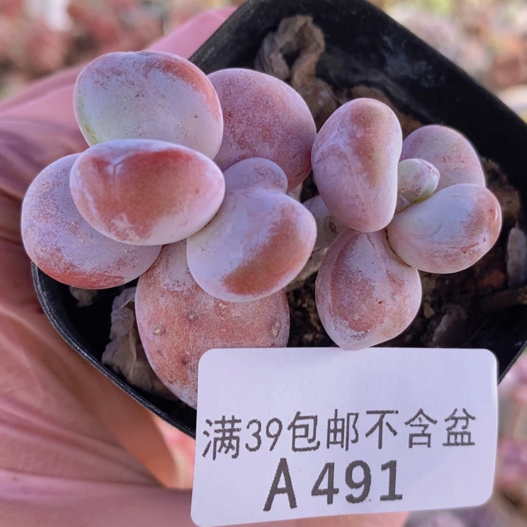 雪美人5cm491多肉植物