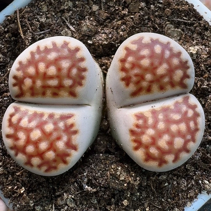 用***011111生石花、    220