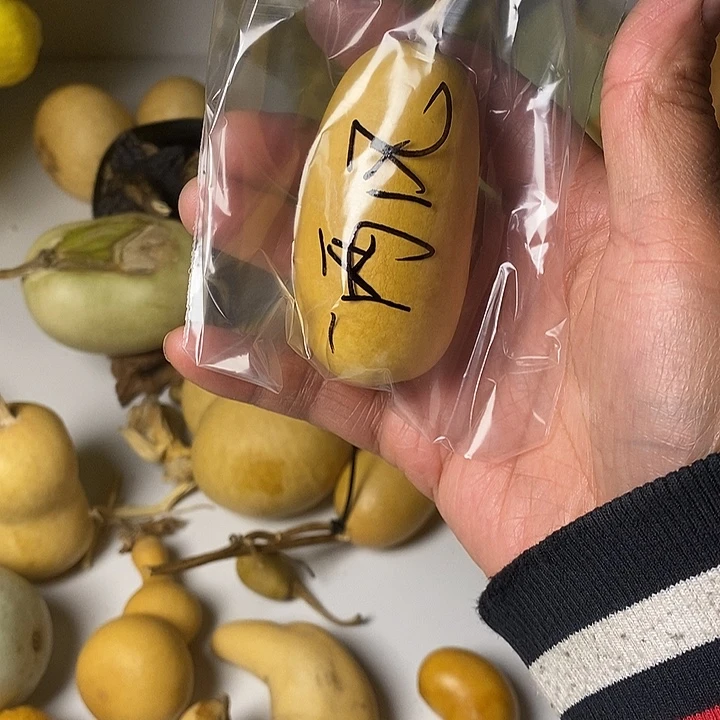 一***风异性葫芦大厚皮手把件
