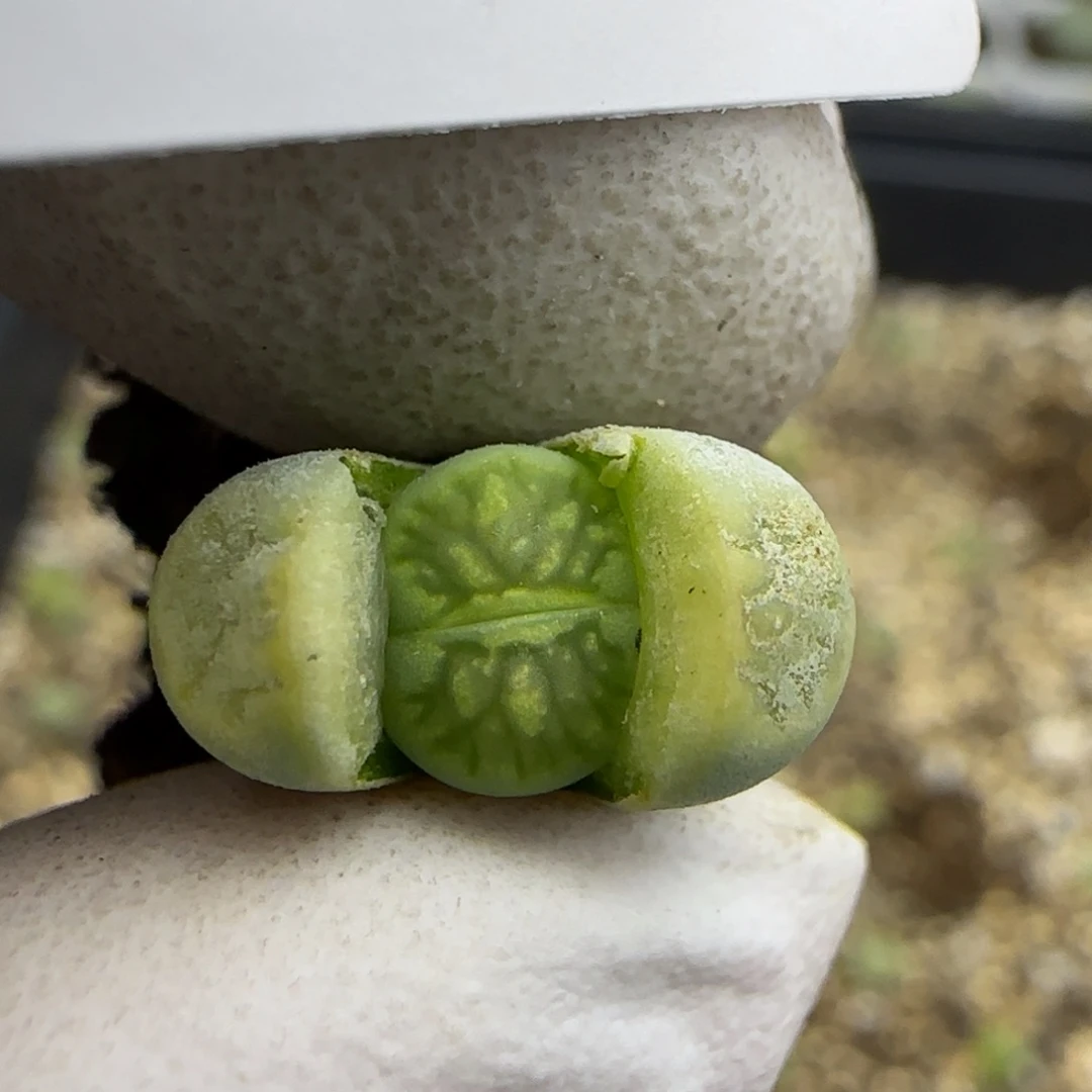 1008。绿菊。马哥绿巴黎版。