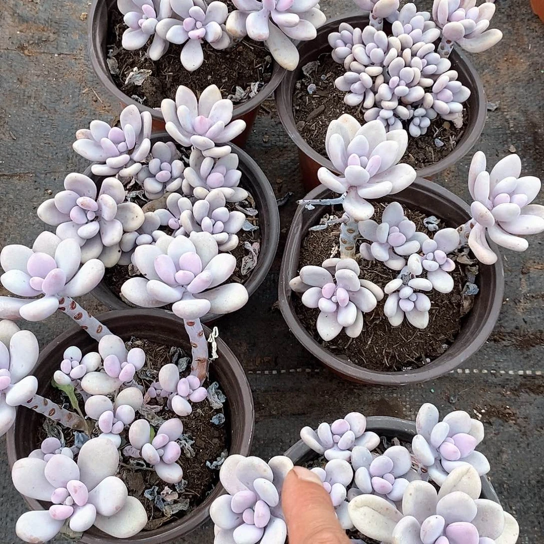 桃蛋2颗多肉植物多肉脱土发