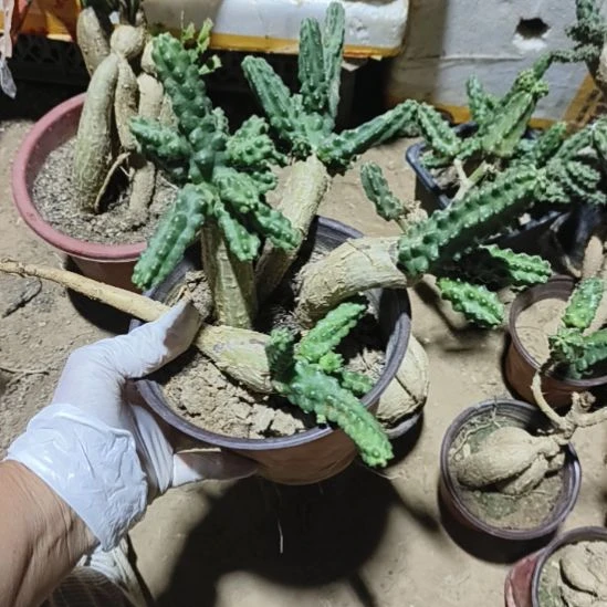 老***福三科脱土发货三科