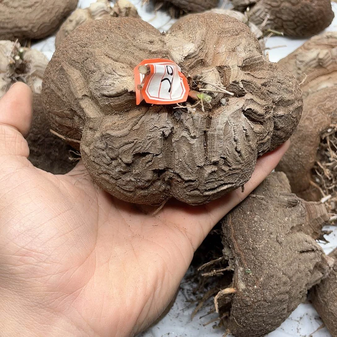 龟甲龙一物一拍2040号13.5cm