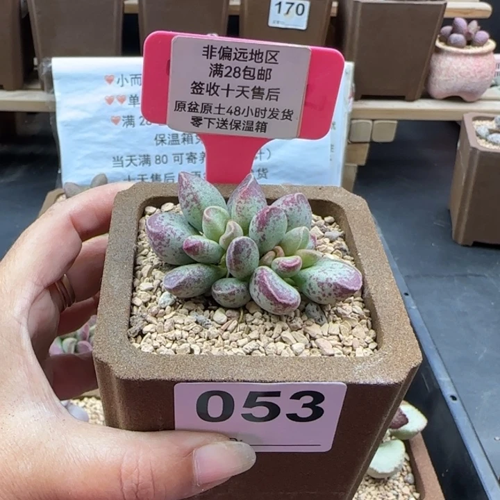 053艾薇多肉的植物